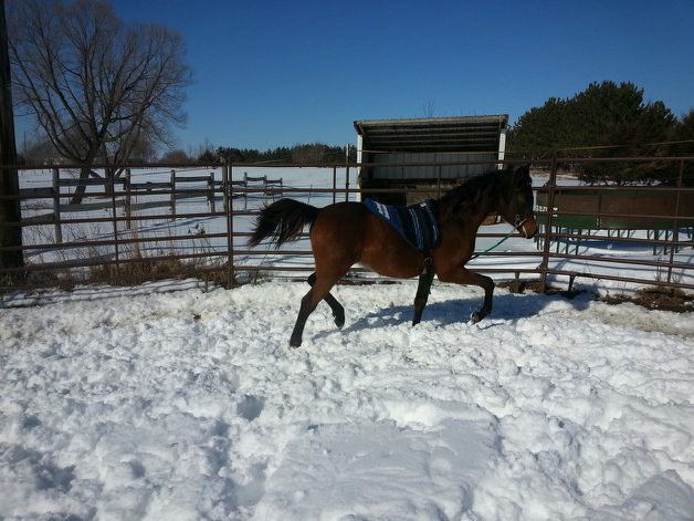 Horse trotting in a snowy paddock under clear blue sky.